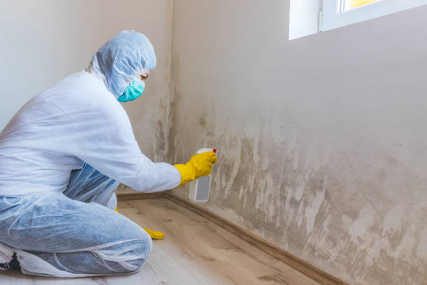 Licensed Mold Cleanup service in Winchester, IL - WQB Mold Removal
