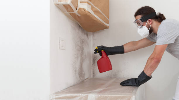 Professional Mold Cleanup technician working in Winchester, IL