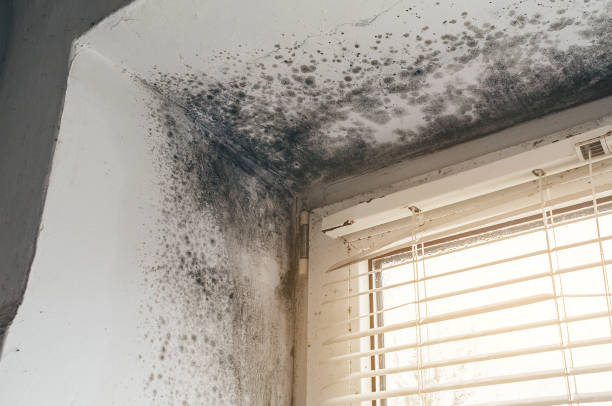 Affordable Mold Cleanup solutions in Winchester, IL